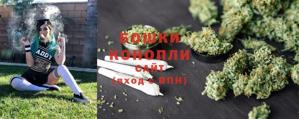 сатива Беломорск
