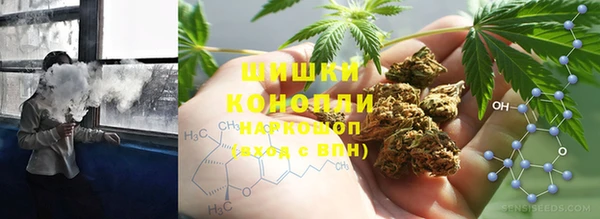 сатива Беломорск